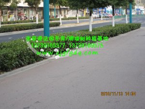 道路边的法国冬青色块