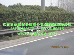 高速公路法国冬青/珊瑚