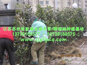 春天种植法国冬青/珊瑚